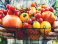 Koszyk pełen pomidorów – czy pomidor to owoc czy warzywo? Różne odmiany, od małych koktajlowych po duże, soczyste.