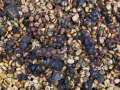 Kopi Luwak: jak powstaje? Tajemnica smaku i etyczne dylematy