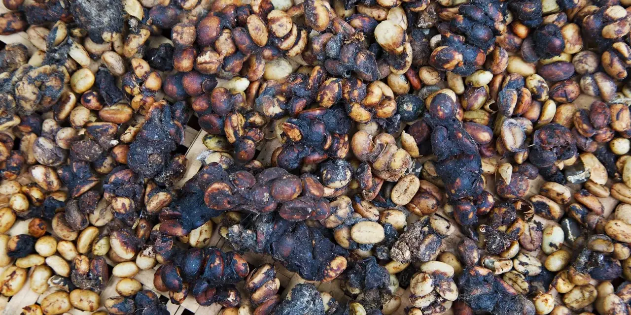 Kopi Luwak: jak powstaje? Tajemnica smaku i etyczne dylematy