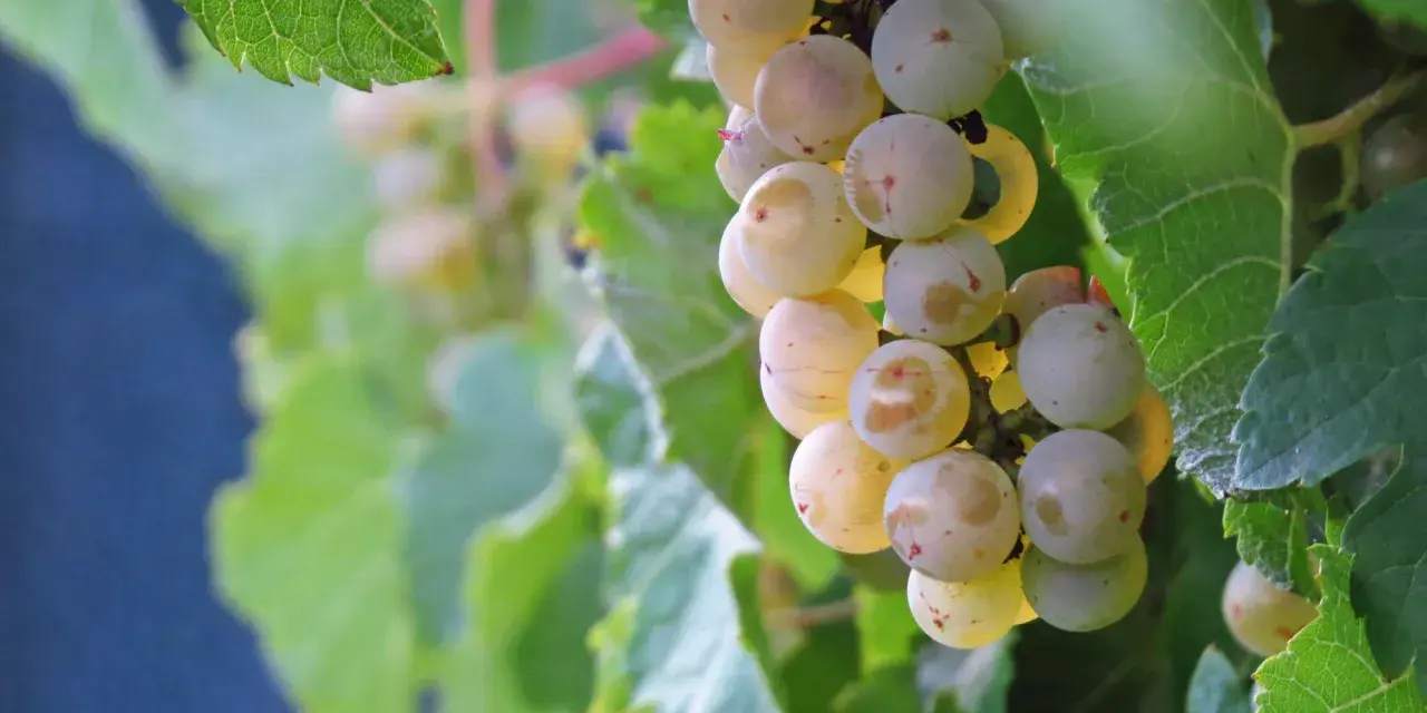 Pinot Grigio - poznaj historię i charakterystykę tego szczepu winorośli