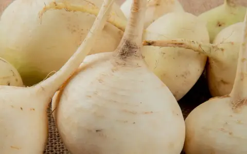 Grupka świeżych, białych rzep na płóciennym tle. Korzenie i łodyżki dodają im naturalnego uroku.
