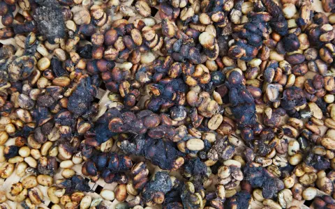 Kopi Luwak: jak powstaje? Tajemnica smaku i etyczne dylematy
