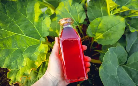 Ręka trzyma butelkę z rubinowym sokiem z rabarbaru, otoczoną przez duże, zielone liście rośliny.