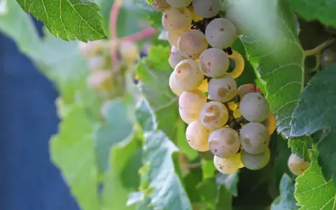 Pinot Grigio - poznaj historię i charakterystykę tego szczepu winorośli