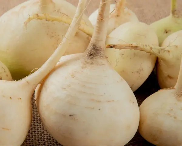 Grupka świeżych, białych rzep na płóciennym tle. Korzenie i łodyżki dodają im naturalnego uroku.