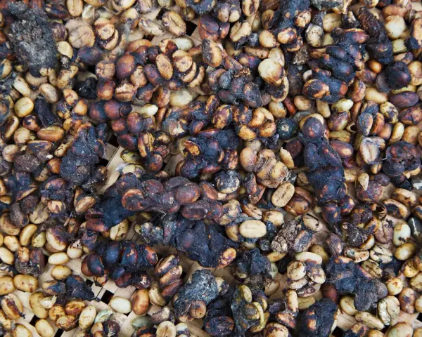 Kopi Luwak: jak powstaje? Tajemnica smaku i etyczne dylematy