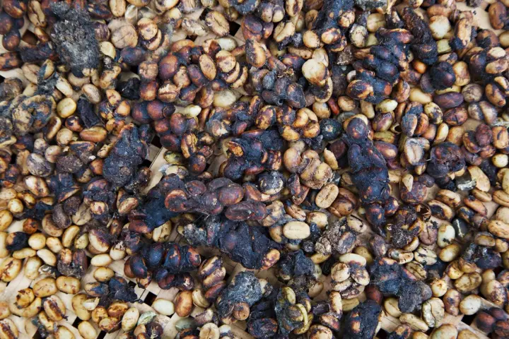 Kopi Luwak: jak powstaje? Tajemnica smaku i etyczne dylematy