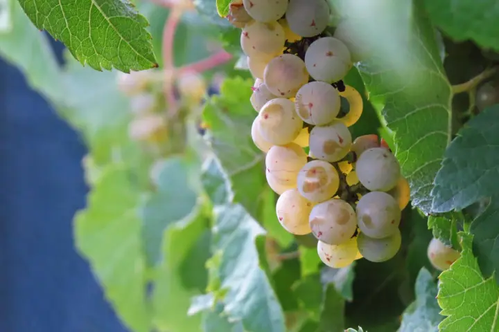 Pinot Grigio - poznaj historię i charakterystykę tego szczepu winorośli
