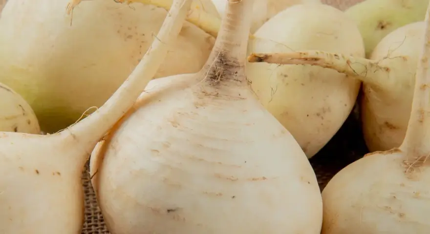 Grupka świeżych, białych rzep na płóciennym tle. Korzenie i łodyżki dodają im naturalnego uroku.