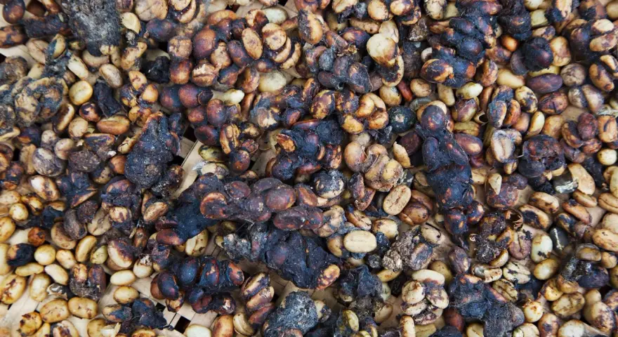 Kopi Luwak: jak powstaje? Tajemnica smaku i etyczne dylematy