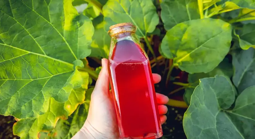 Ręka trzyma butelkę z rubinowym sokiem z rabarbaru, otoczoną przez duże, zielone liście rośliny.