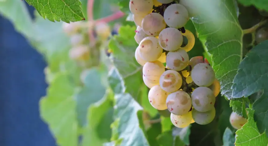 Pinot Grigio - poznaj historię i charakterystykę tego szczepu winorośli