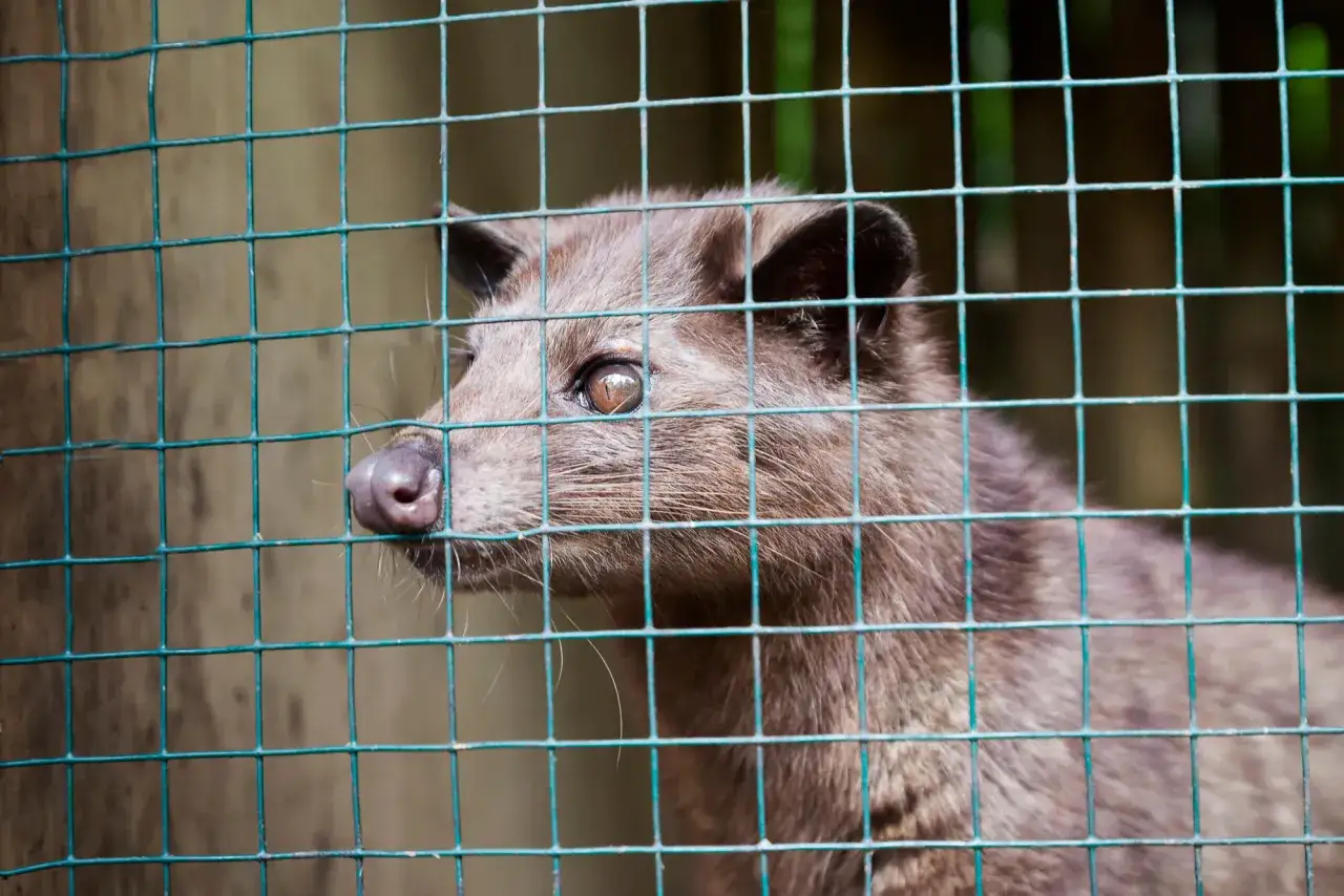 kopi luwak hodowla klatkowa cywety